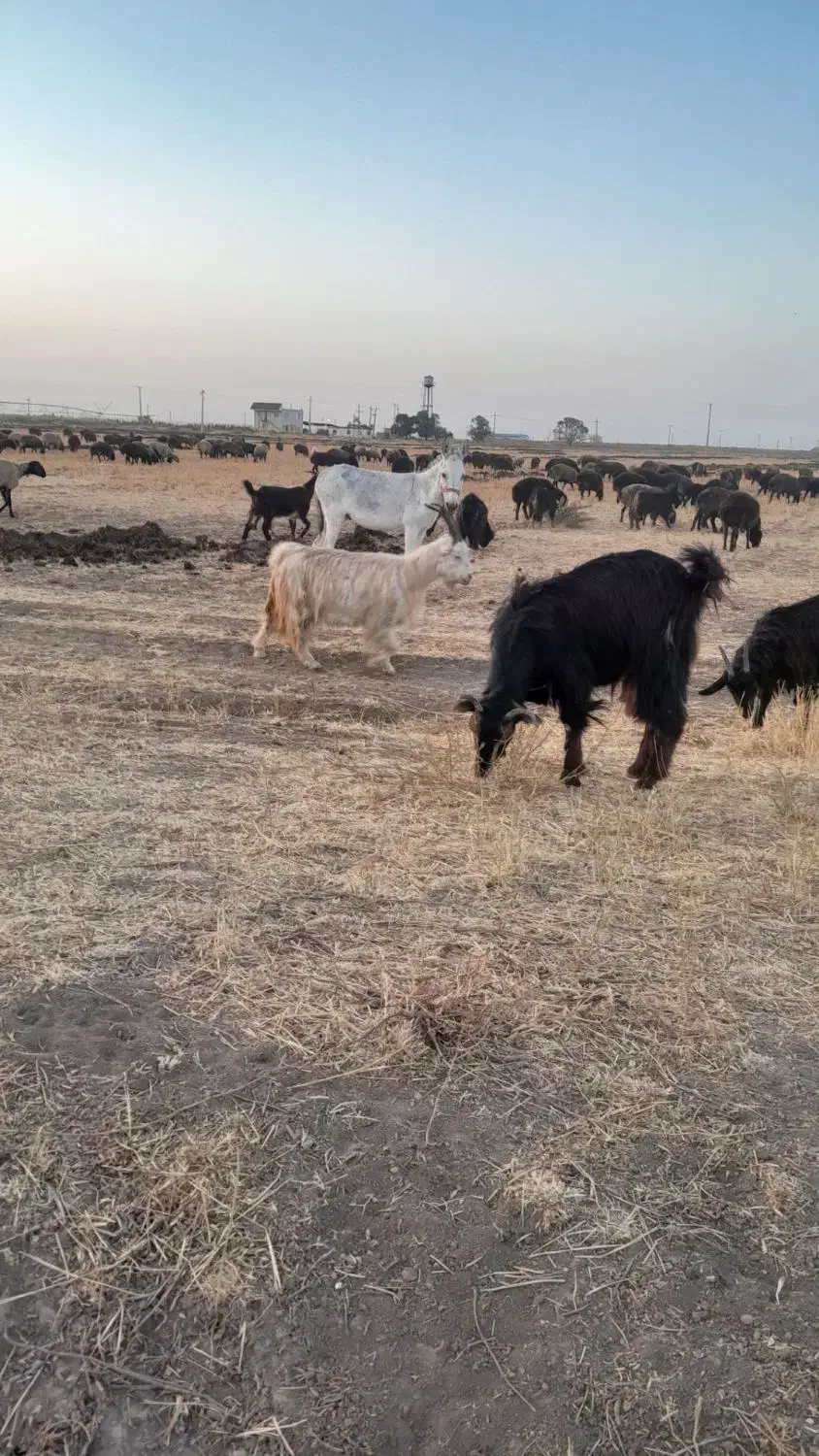 خرنر|حیوانات مزرعه|الوند, |دیوار