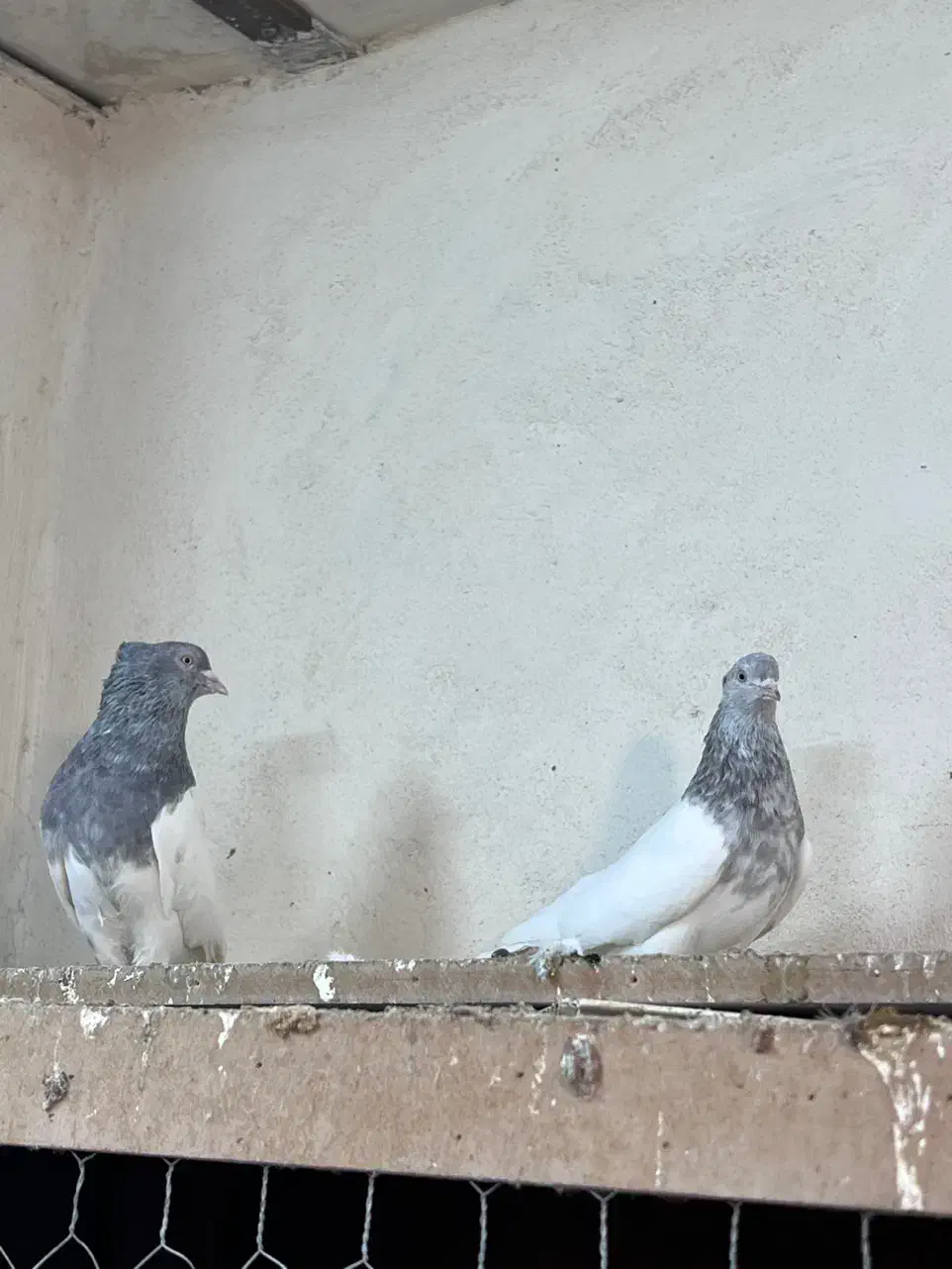 کفتر کله الماسی|پرنده|تهران, هفده شهریور|دیوار