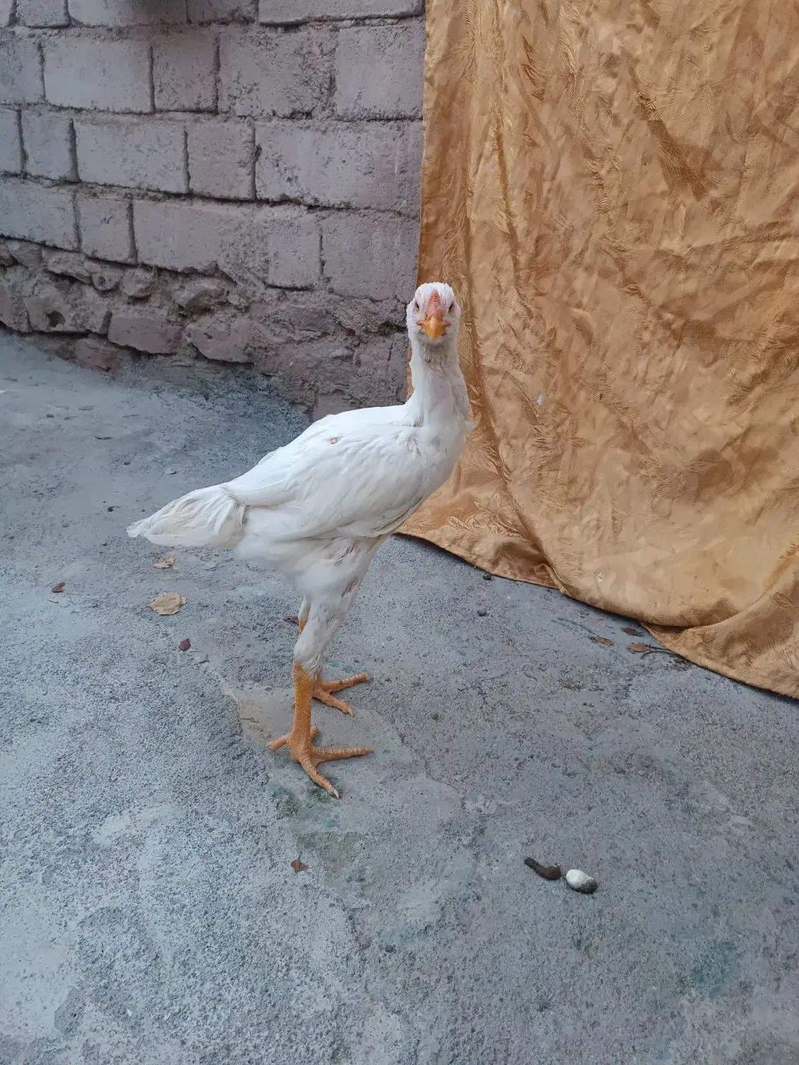 جوجه لاری اصیل|حیوانات مزرعه|مشگین شهر, |دیوار