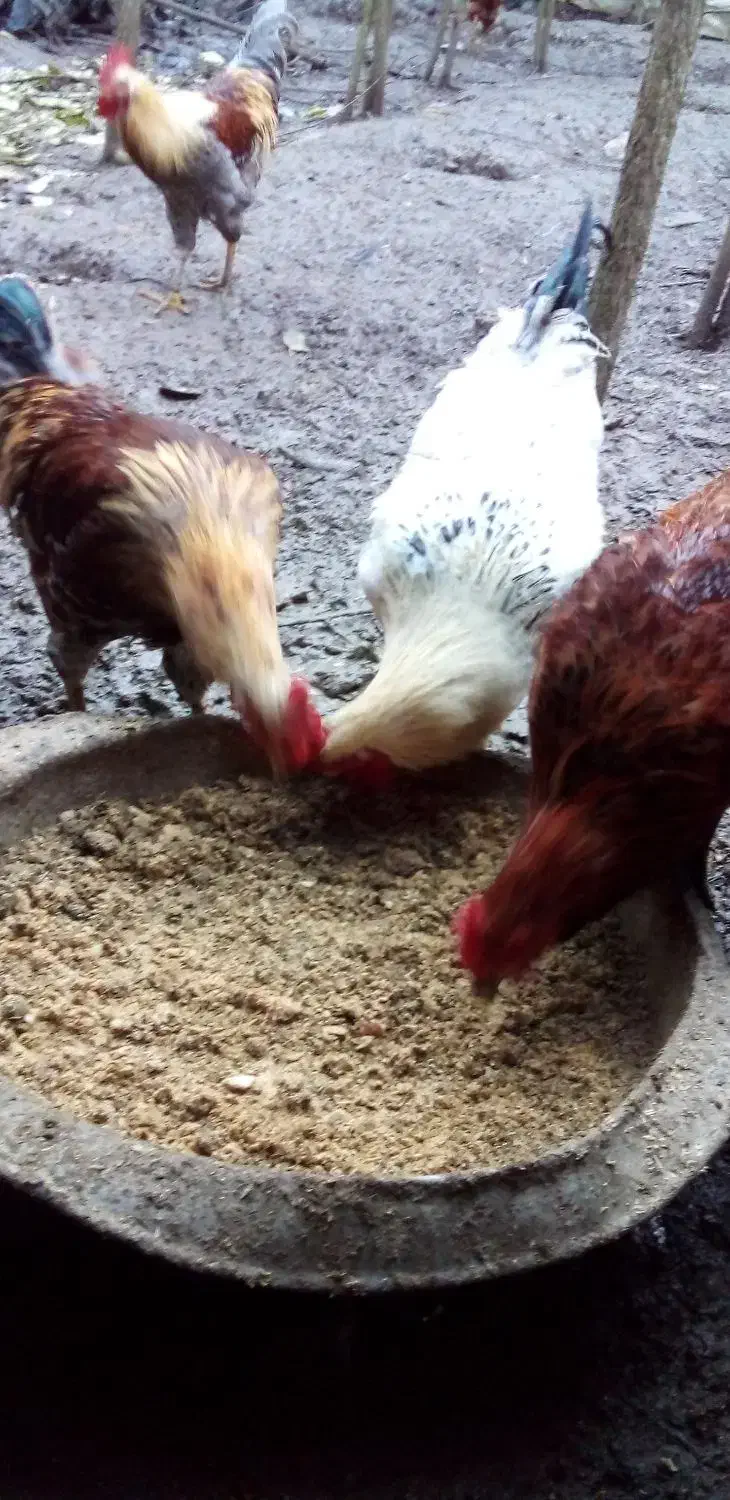 خروس|حیوانات مزرعه|رشت, پیرکلاچای|دیوار