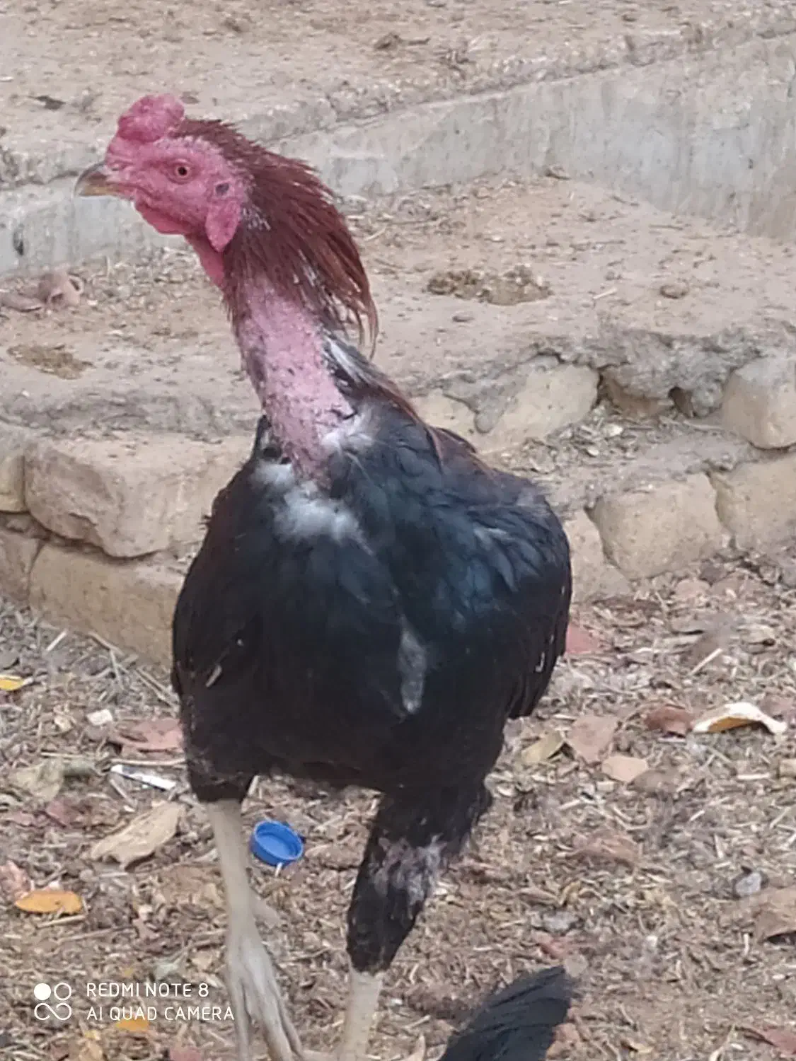 خروس لاری|حیوانات مزرعه|اردکان, |دیوار