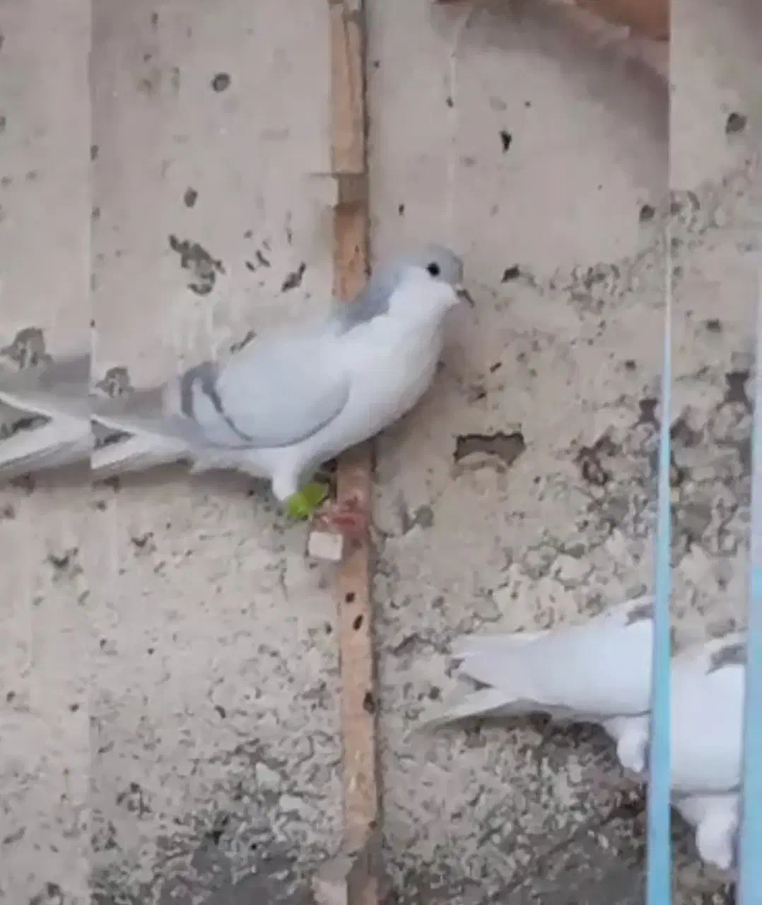 کفتر یال افشون|پرنده|فلاورجان, |دیوار