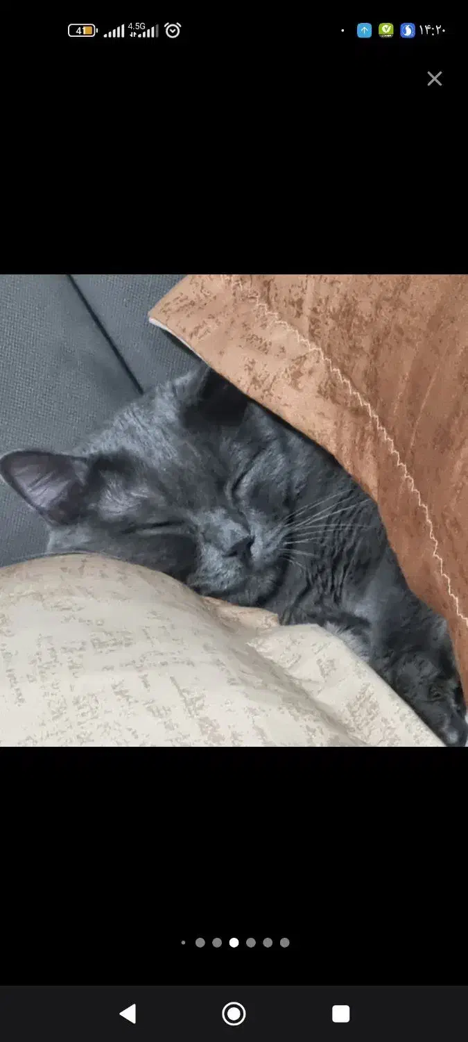 واگذاری گربه|گربه|ارومیه, |دیوار