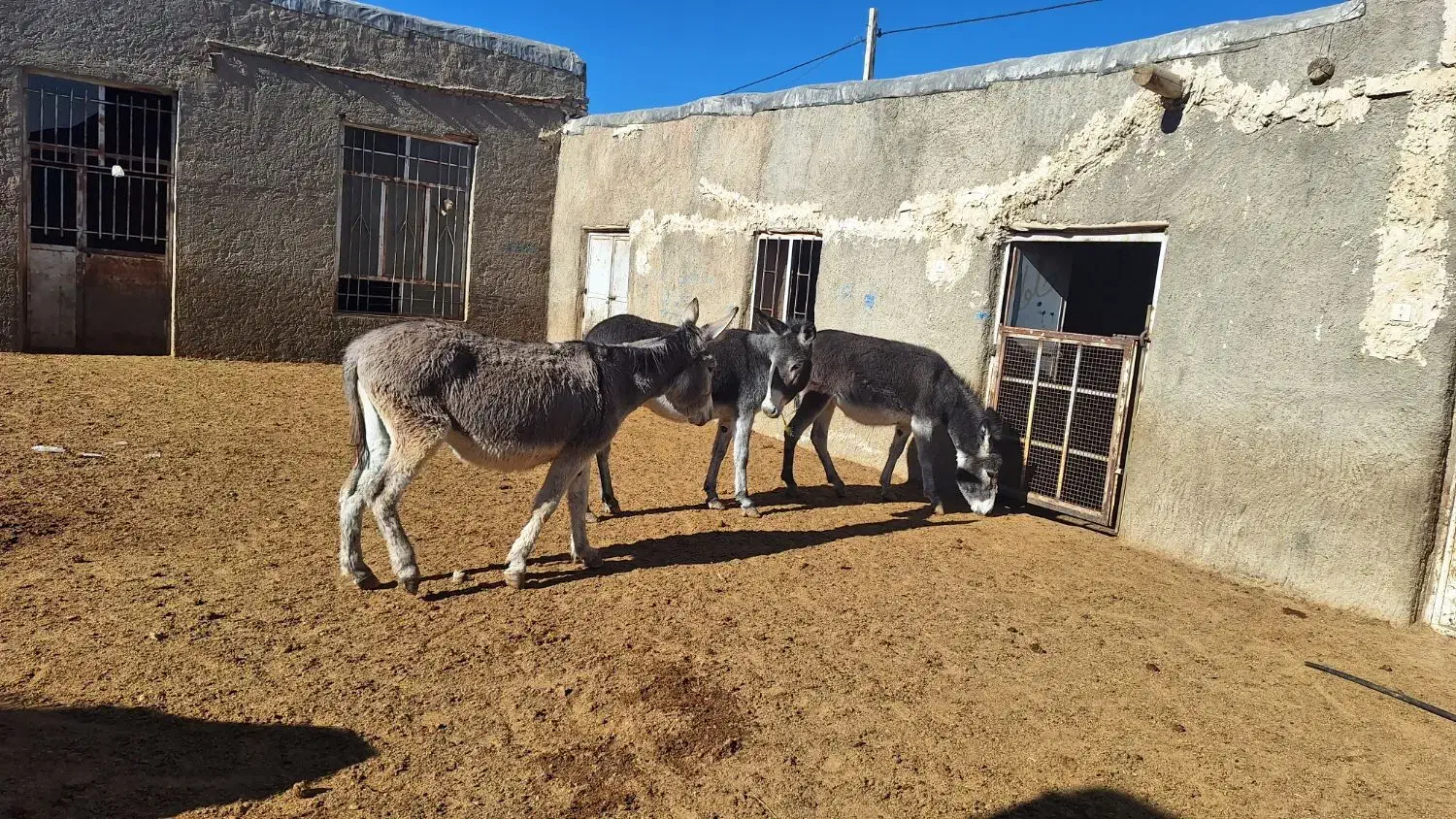 فروش الاغ|حیوانات مزرعه|شیراز, بید زرد|دیوار