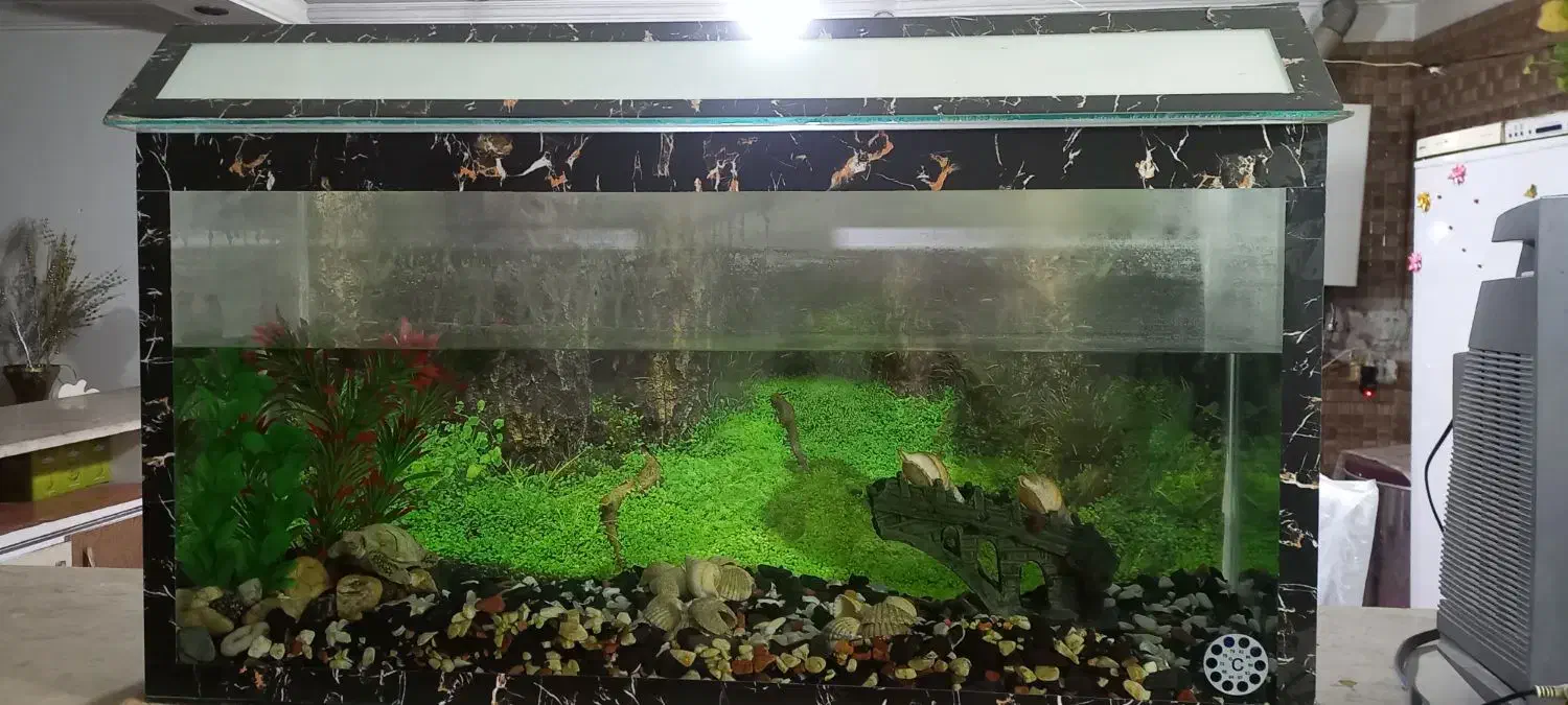 آکواریوم|ماهی|زابل, |دیوار