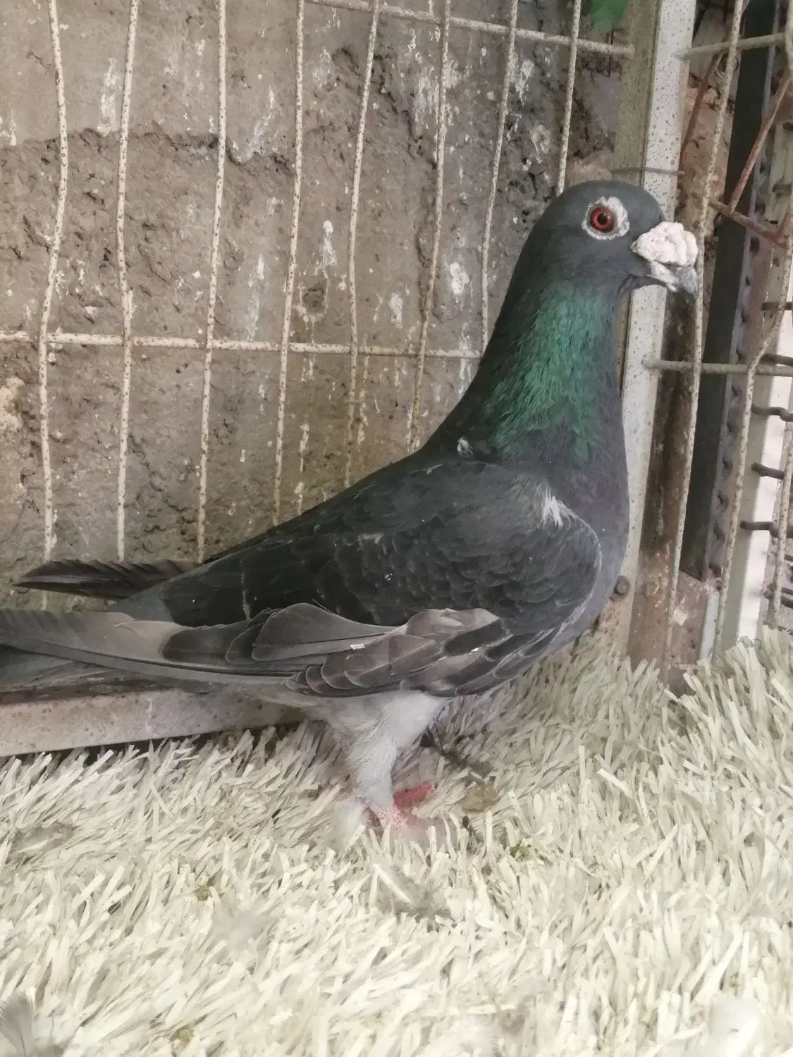 کبوتر شهرستانی|پرنده|وحیدیه, |دیوار