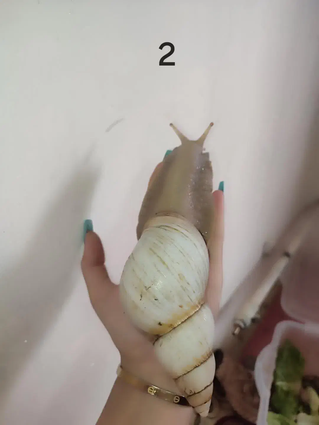 حلزون آچاتینا|خزنده|زنجان, |دیوار