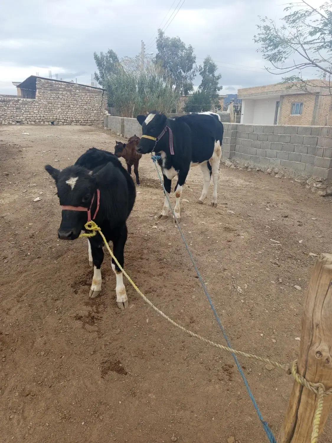 گوساله|حیوانات مزرعه|مراوه, |دیوار