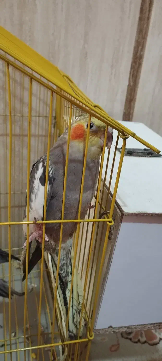 عروس هلندی|پرنده|قائن, |دیوار