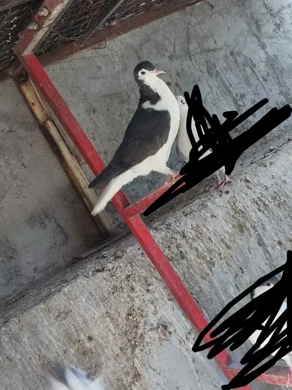 کبوتر|پرنده|سراوان, |دیوار