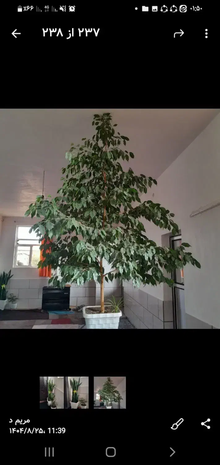 گل بنجامین تک رنگ|گل و گیاه طبیعی|اراک, |دیوار