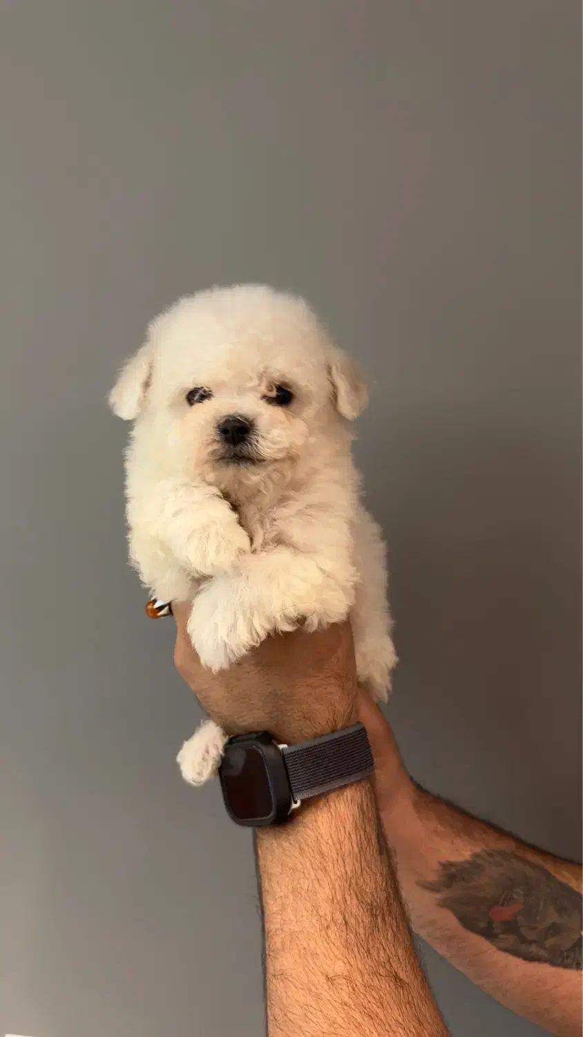 بیچون فرایز یا پودل|سگ|تهران, باغ فیض|دیوار