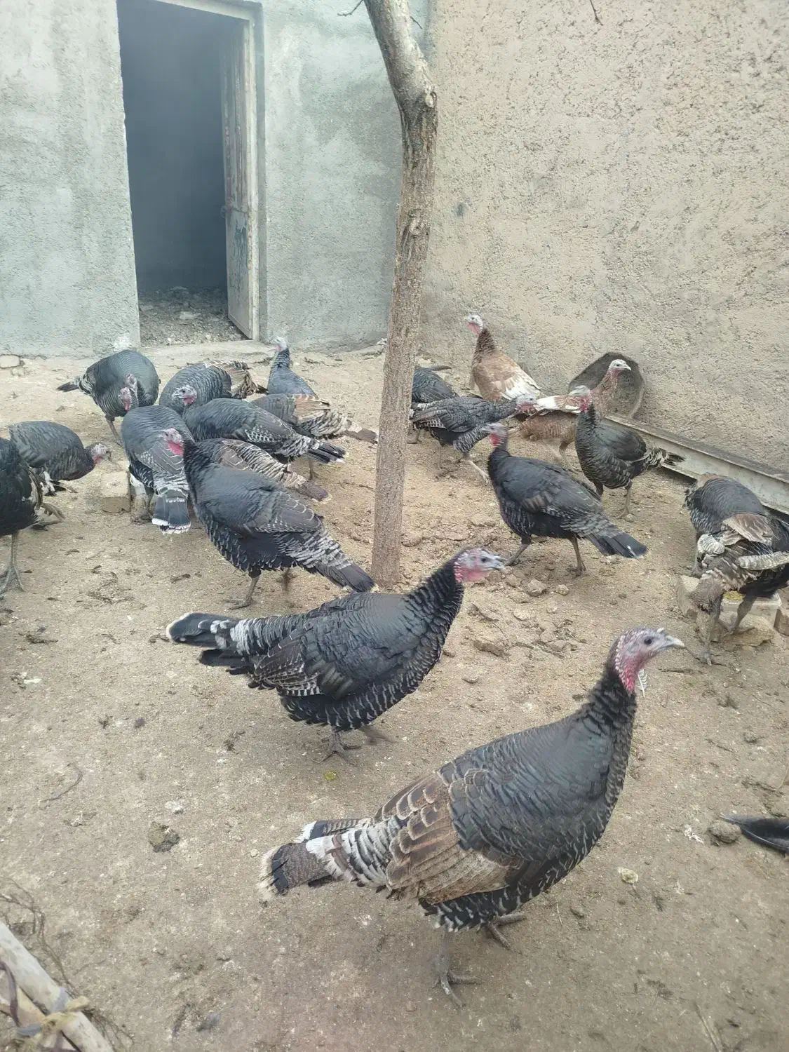 بوقلمون‌محلی‌ماده|حیوانات مزرعه|قیدار, |دیوار