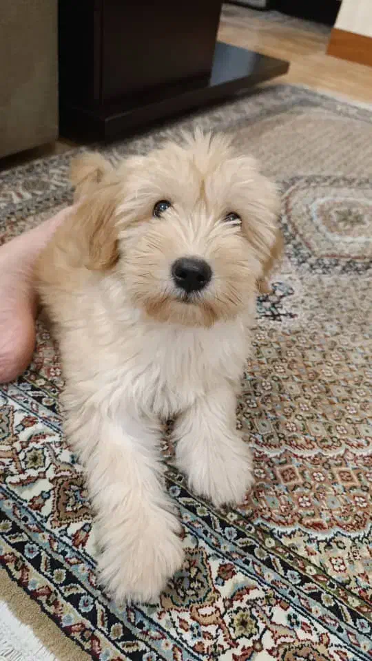 واگذاری سگ شیتزو ۵ماهه|سگ|رشت, علی آباد|دیوار