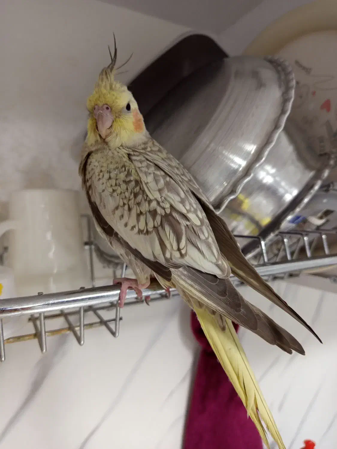 گمشده|حیوانات|کرمانشاه, |دیوار