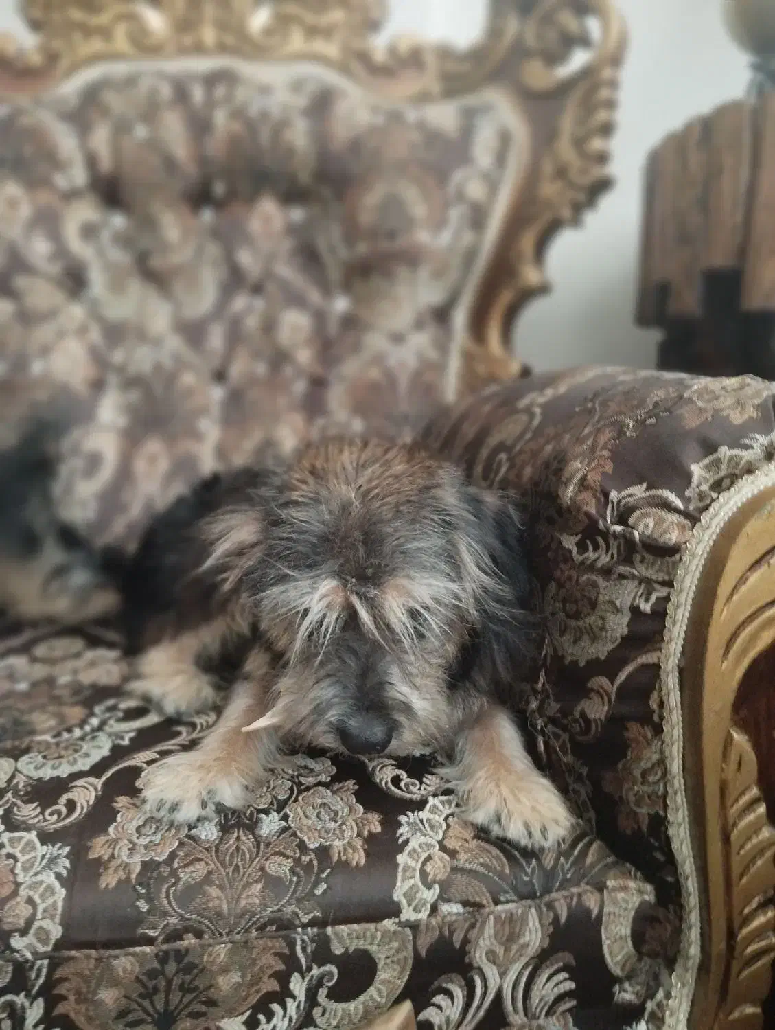 سگ خونگی|سگ|فردیس, شهرک ارم|دیوار