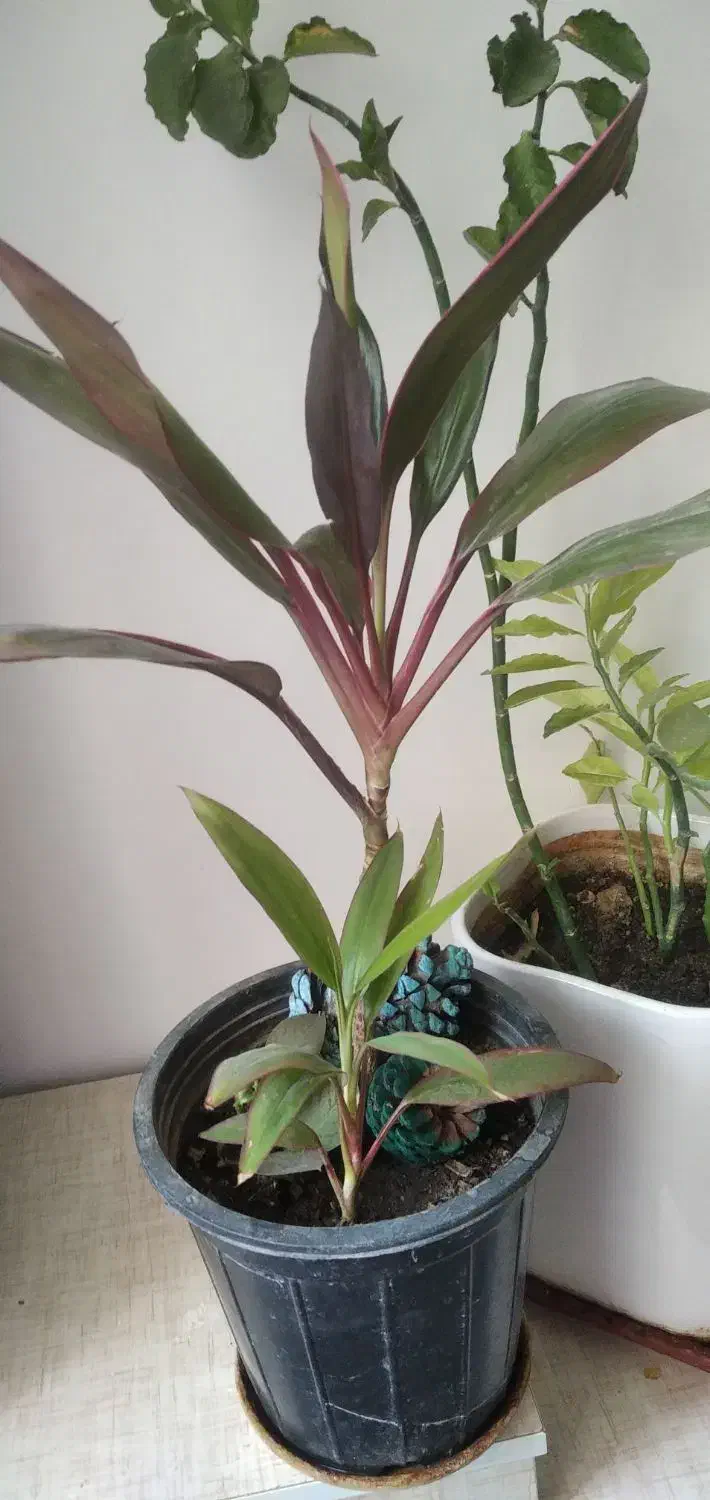 گل های طبیعی|گل و گیاه طبیعی|الشتر, |دیوار