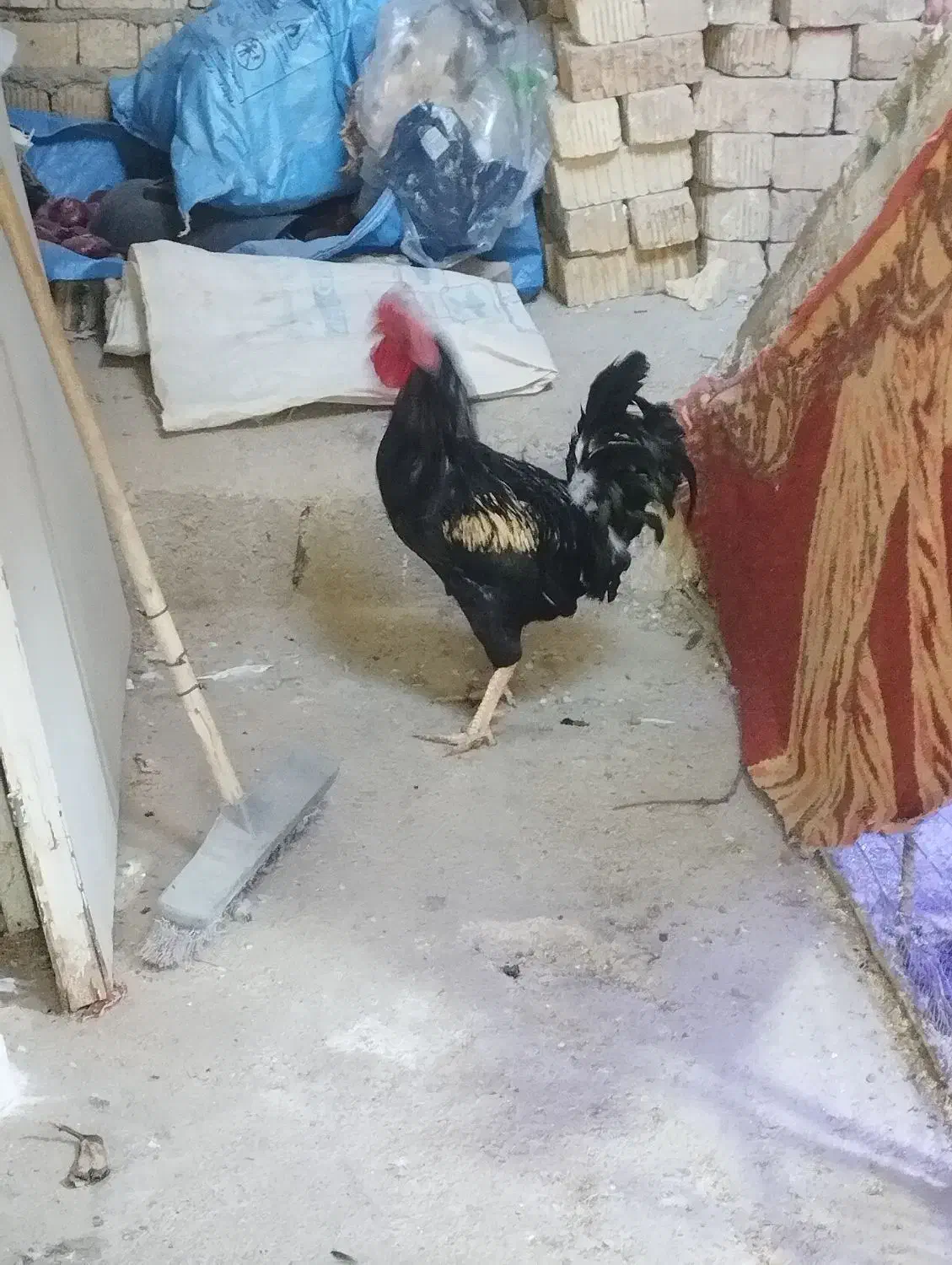 خروس محلی|حیوانات مزرعه|شیراز, کیان آباد|دیوار