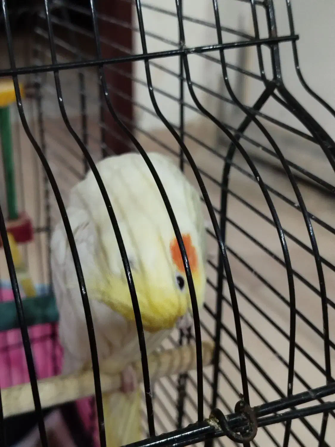 عروس هلندی لوتینو|پرنده|رشت, آزادگان|دیوار