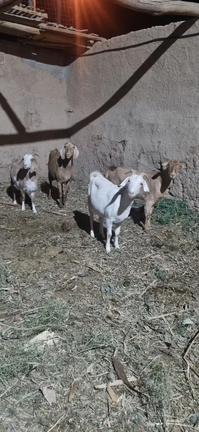 بز جوان دورگ|حیوانات مزرعه|یزد, |دیوار