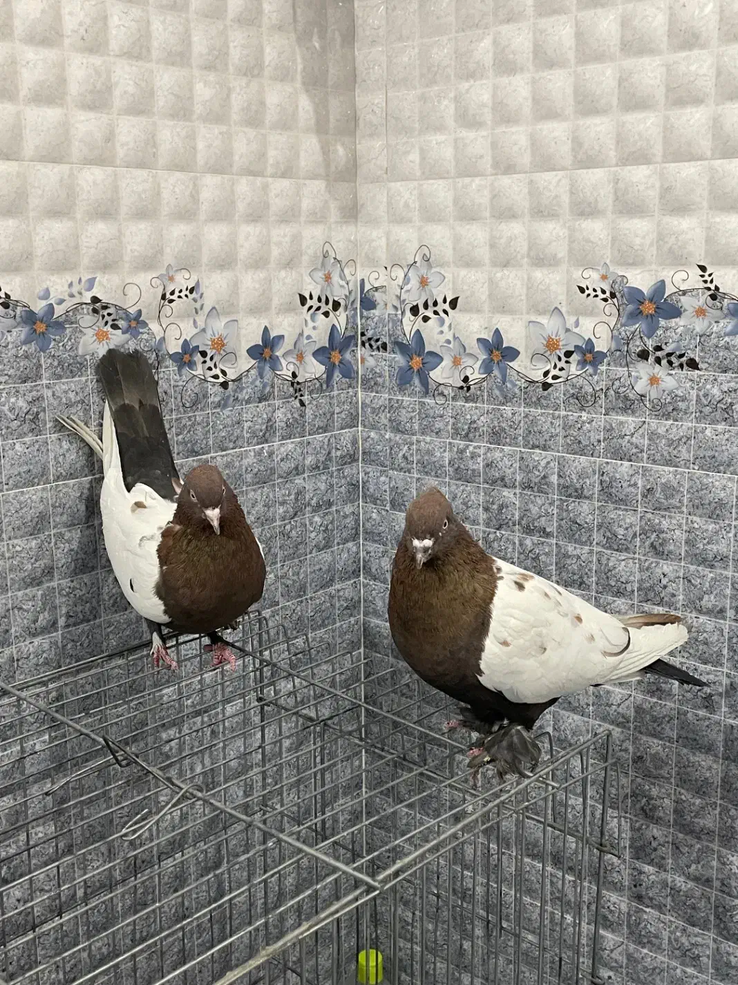 سینه دورنگ|پرنده|لنجان, |دیوار