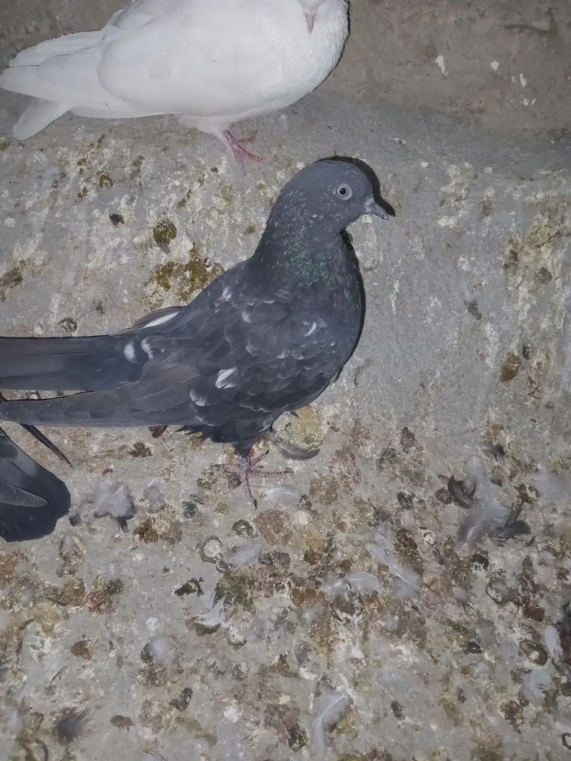 ۳تا کله سیاه|پرنده|ایذه, |دیوار