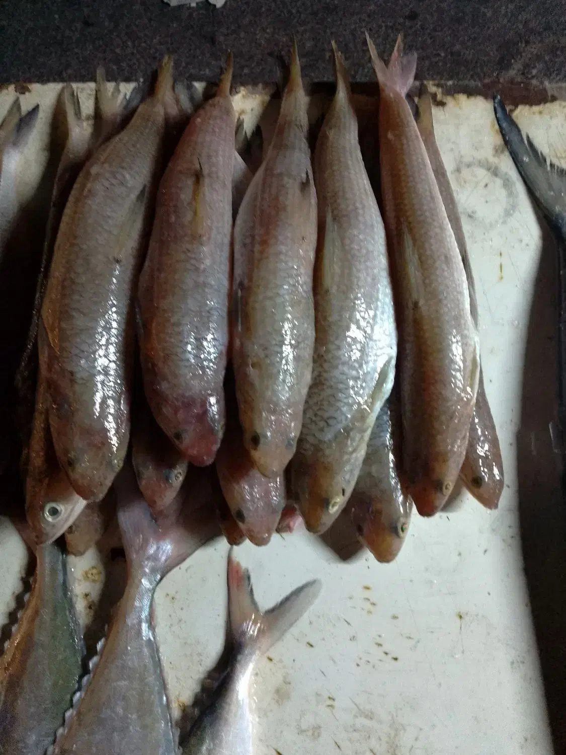 ماهی فروش|ماهی|بهبهان, |دیوار