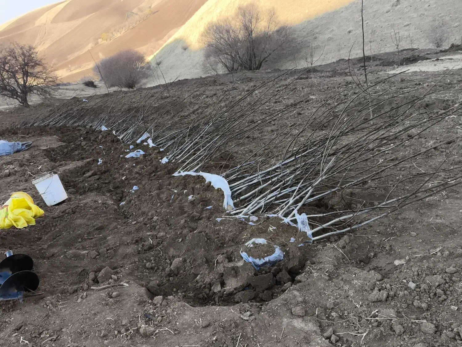 نهال گردو|گل و گیاه طبیعی|مهاباد (آذربایجان غربی), |دیوار