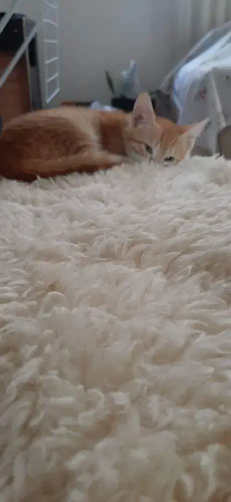 واگذاری ۳ بچه گربه نر و ماده|گربه|رشت, آتشگاه|دیوار