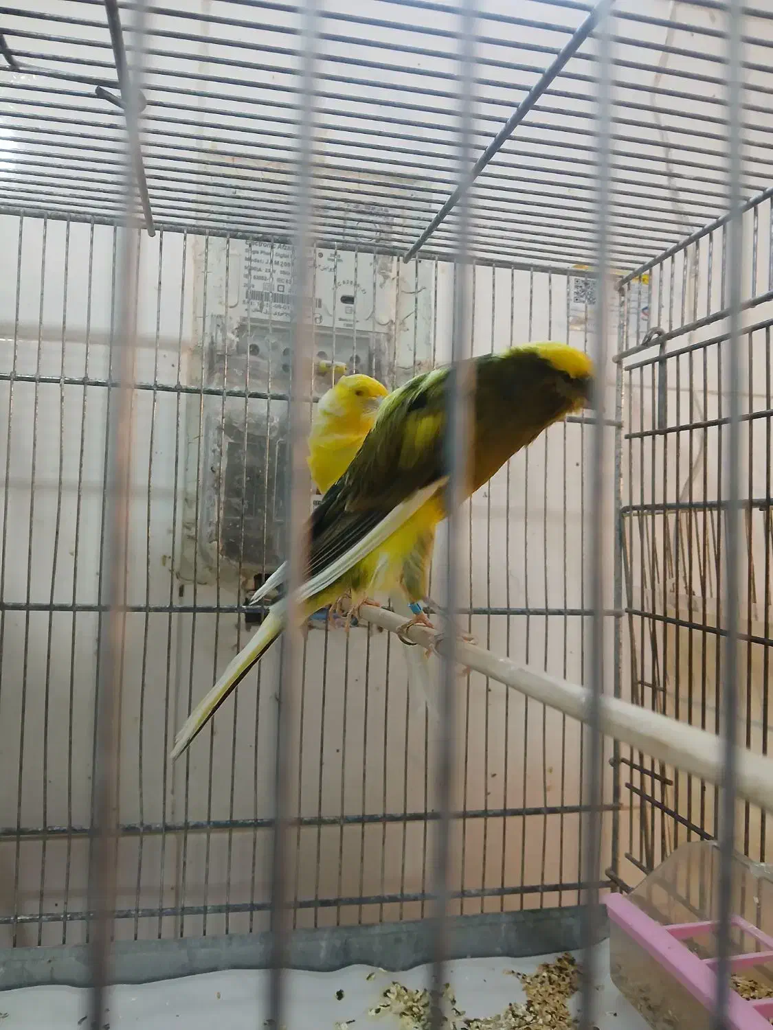 تعدادی نر بلند سوپر تنه دار|پرنده|تهران, دانشگاه شریف|دیوار