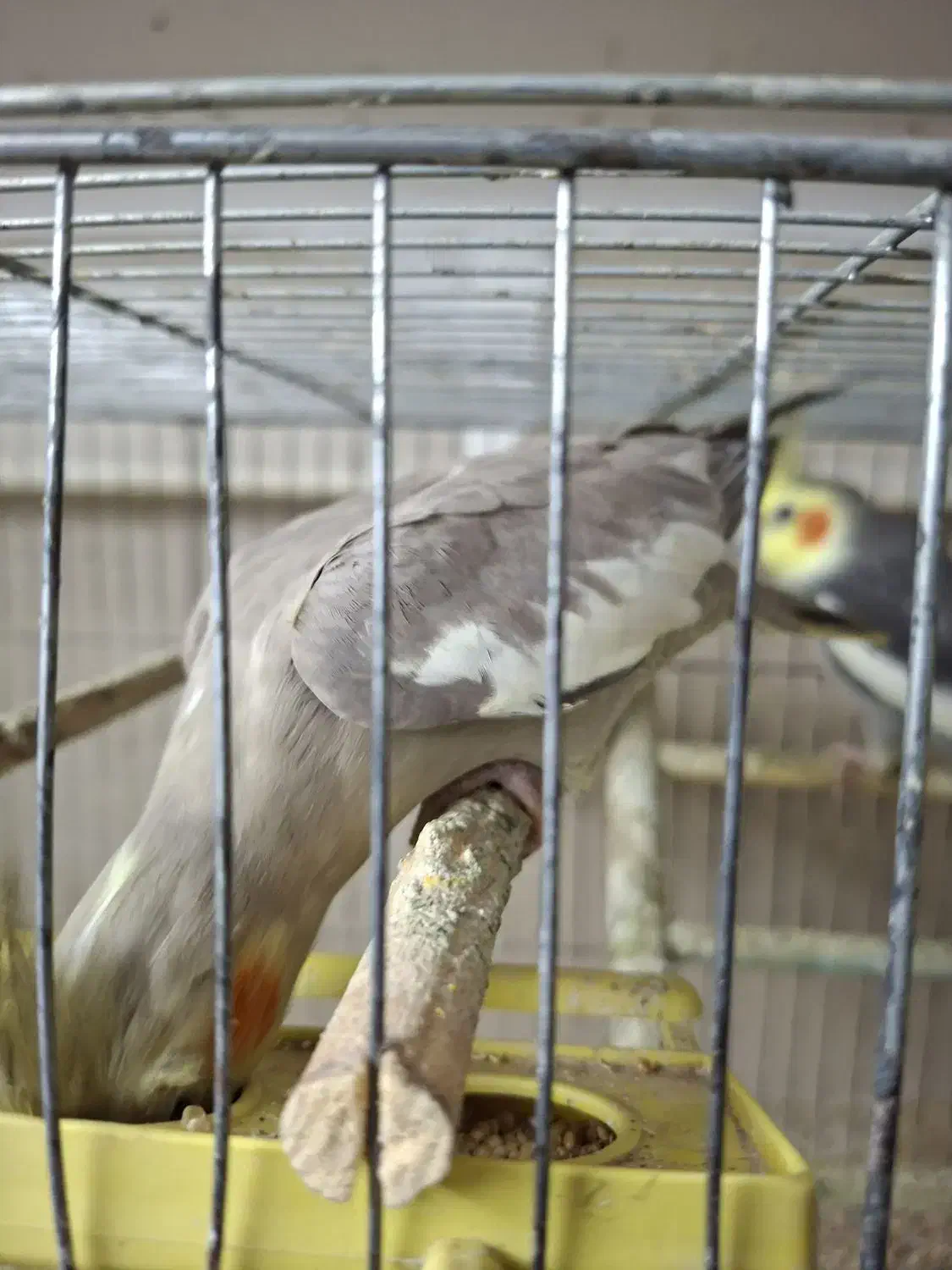 ۲ جفت عروس هلندی|پرنده|گرگان, |دیوار