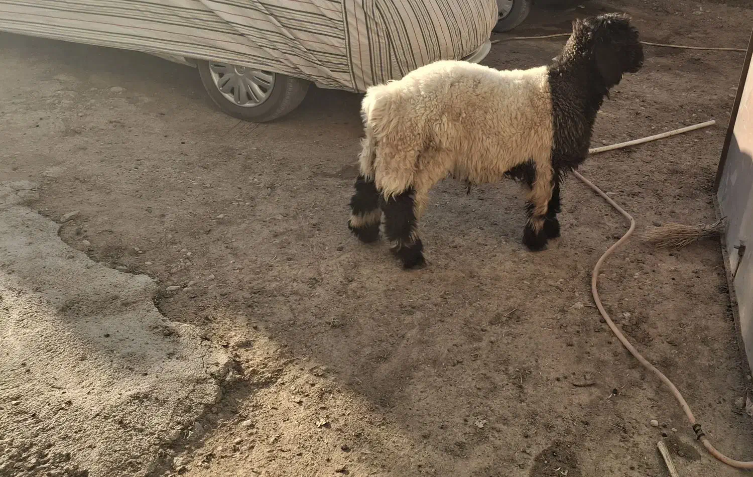 بره کله زنگی|حیوانات مزرعه|صمصامی, |دیوار