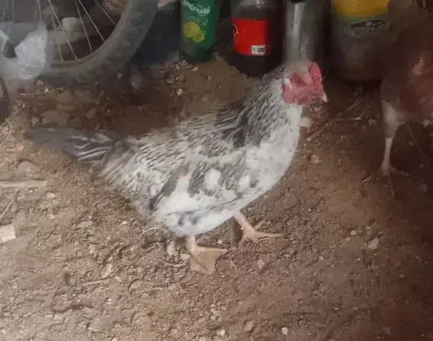 خروسی محلی|حیوانات مزرعه|فردوس (خراسان), |دیوار