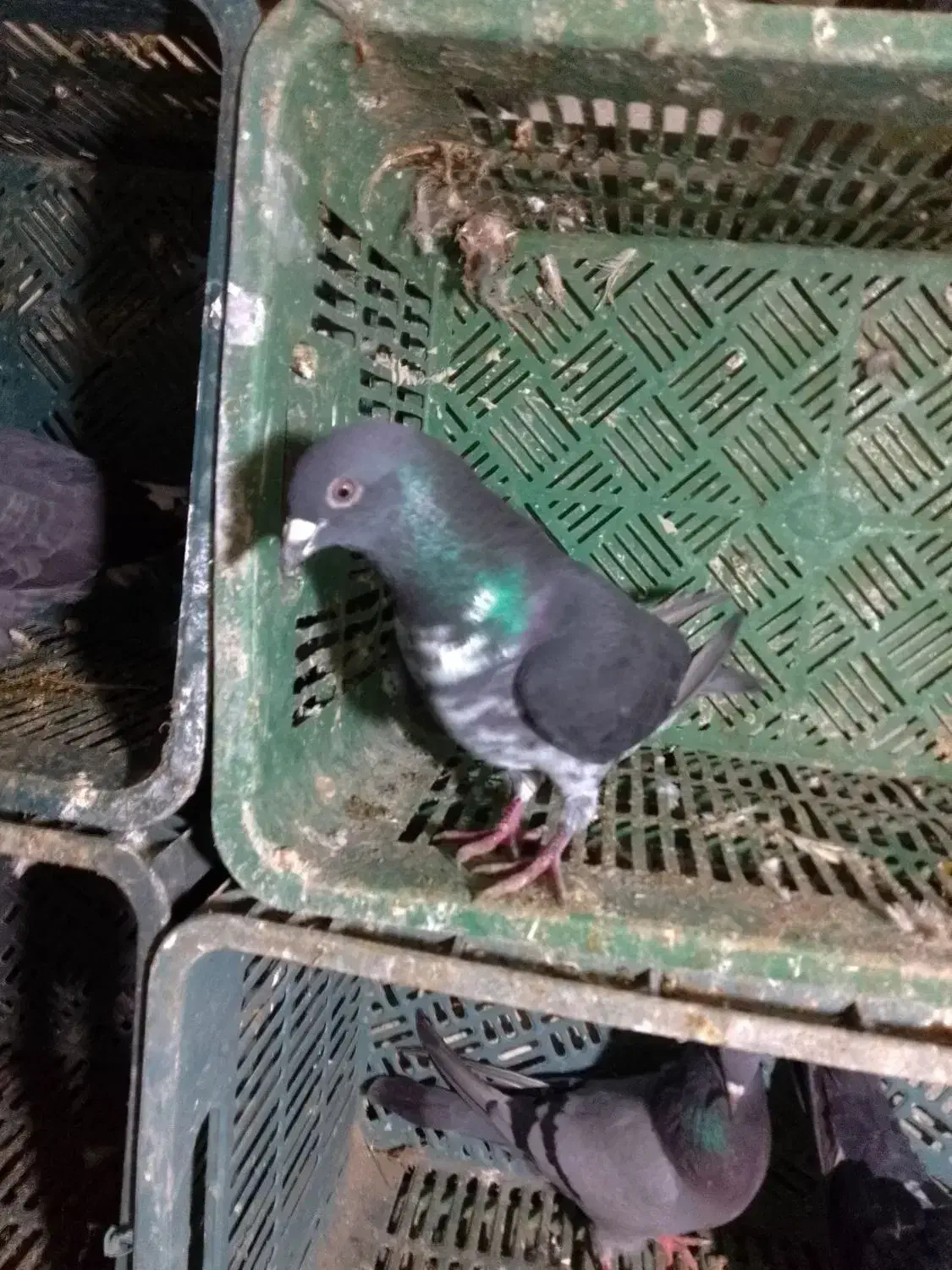 کبوتر مسافتی دوبر قاره|پرنده|پارس‌آباد, |دیوار