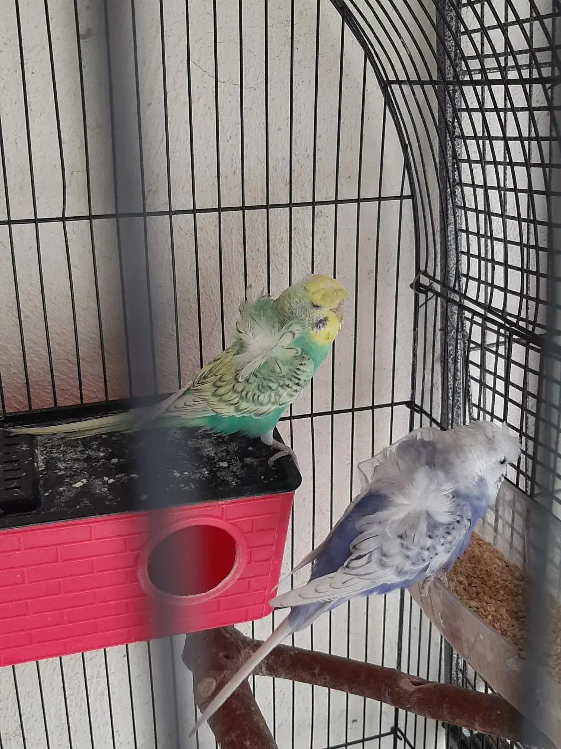 مرغ عشق پروانهای|پرنده|رباطکریم, رباطکریم|دیوار