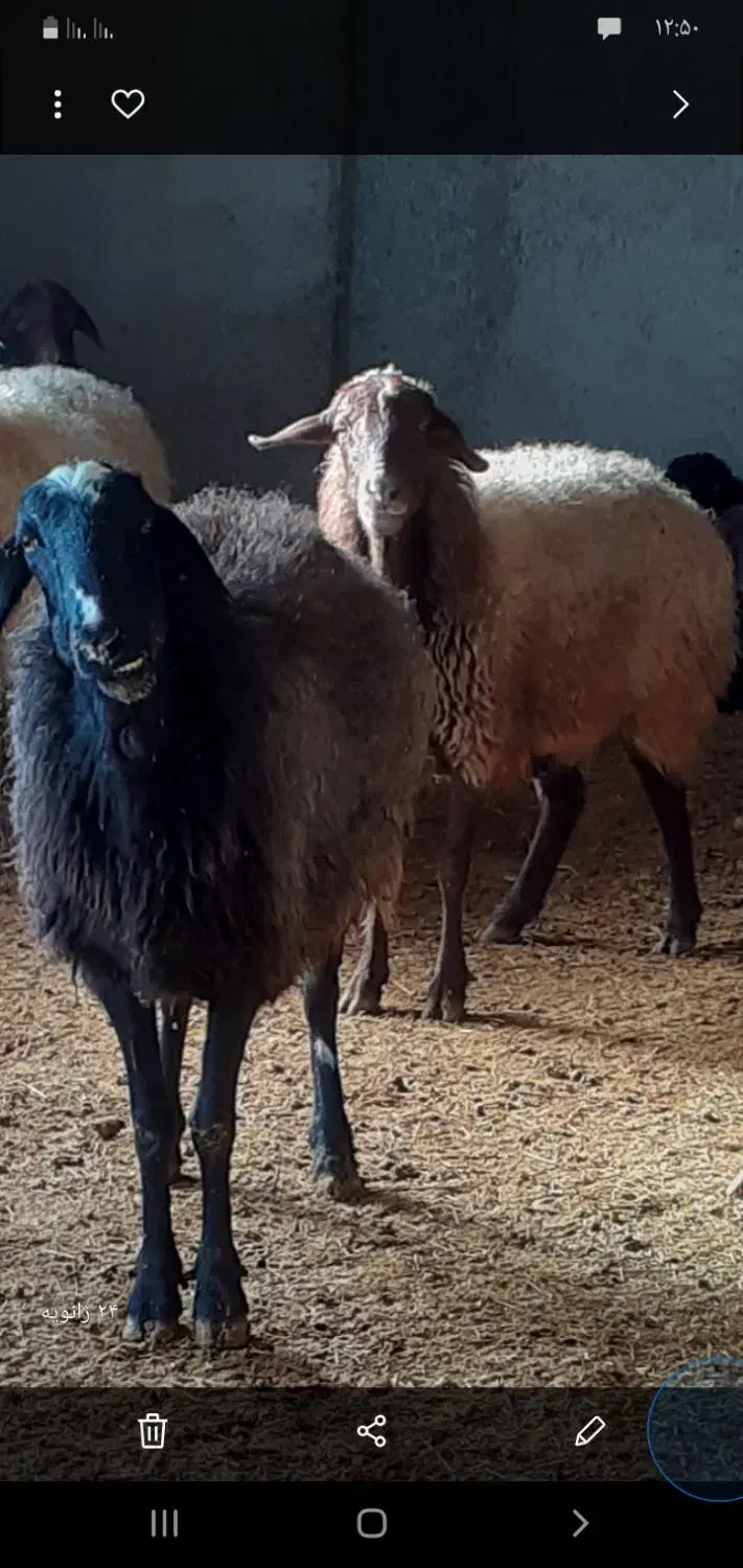 میش|حیوانات مزرعه|صفادشت, |دیوار