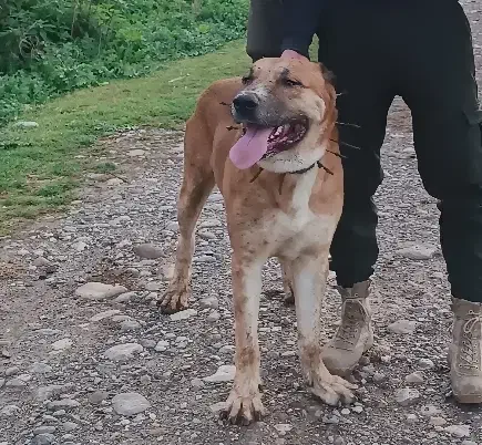 سگ نر|سگ|گرگان, |دیوار