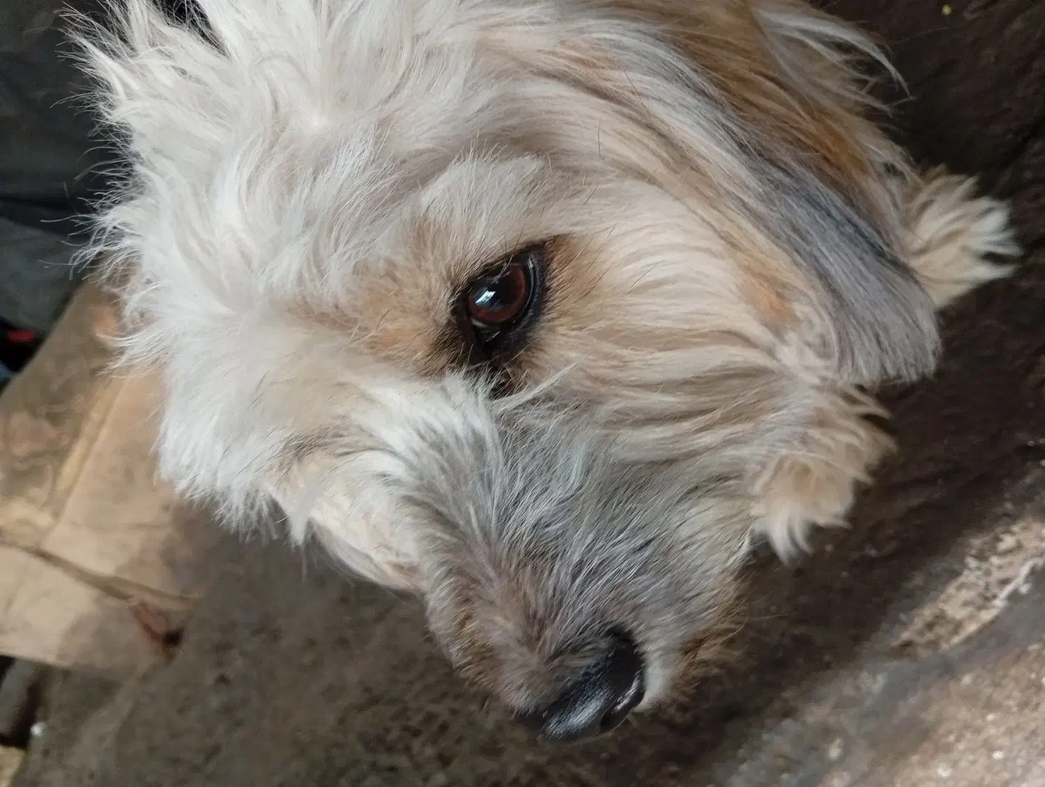 سگ پشمالو|سگ|یزد, |دیوار