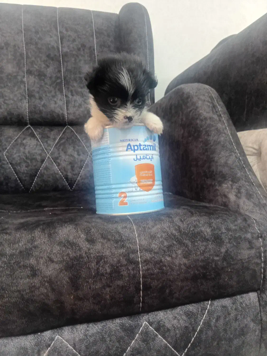 واگذار واگذار سایز 0|سگ|بم, |دیوار