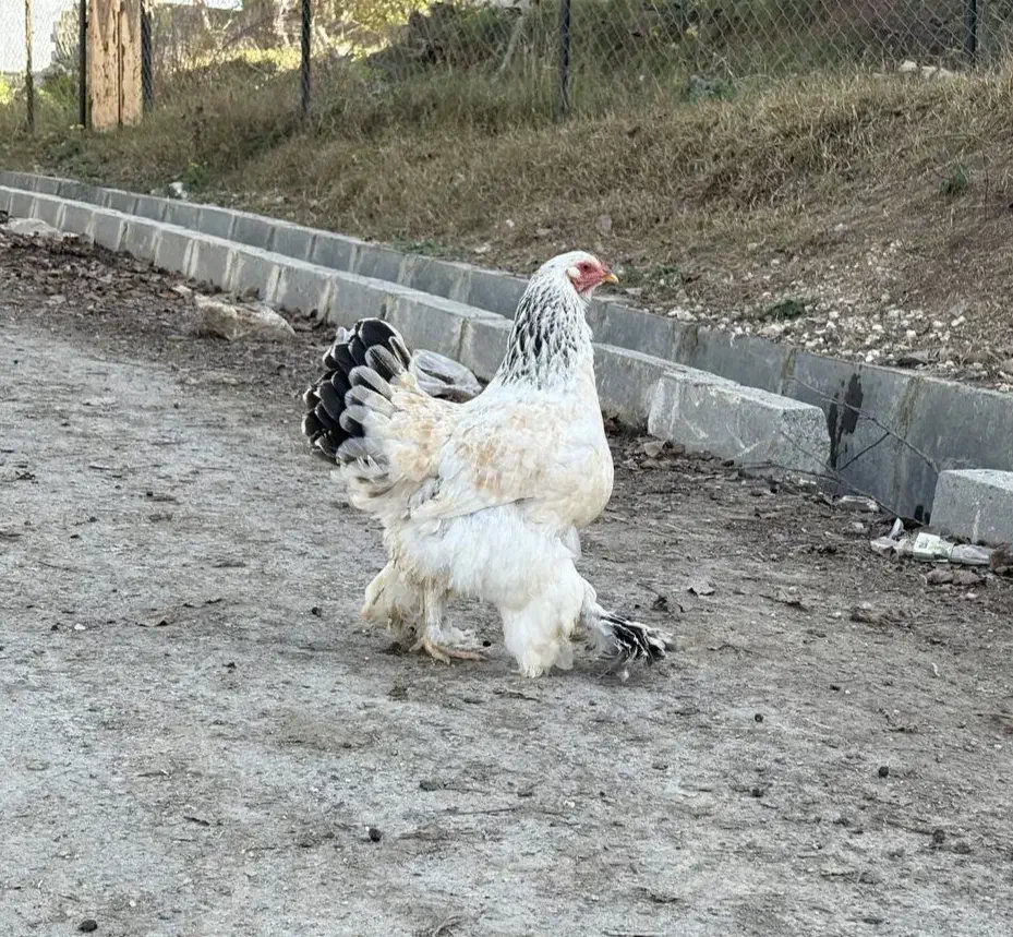 مرغ و خروس برهما|حیوانات مزرعه|گرگان, |دیوار