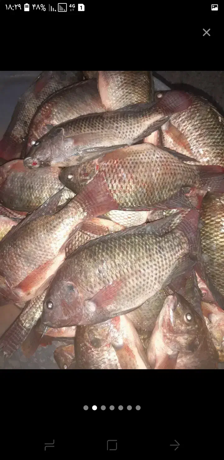 شادگان|ماهی|شادگان, |دیوار