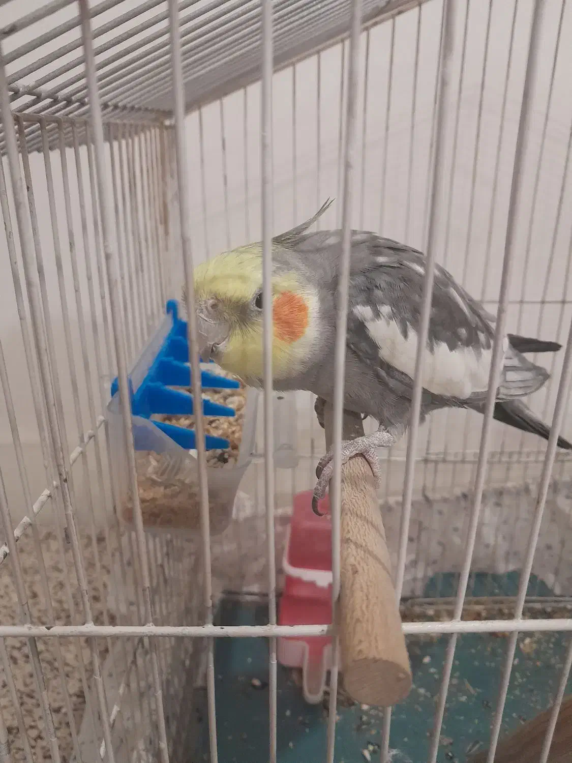 عروس هلندی سینامون|پرنده|شوش, |دیوار