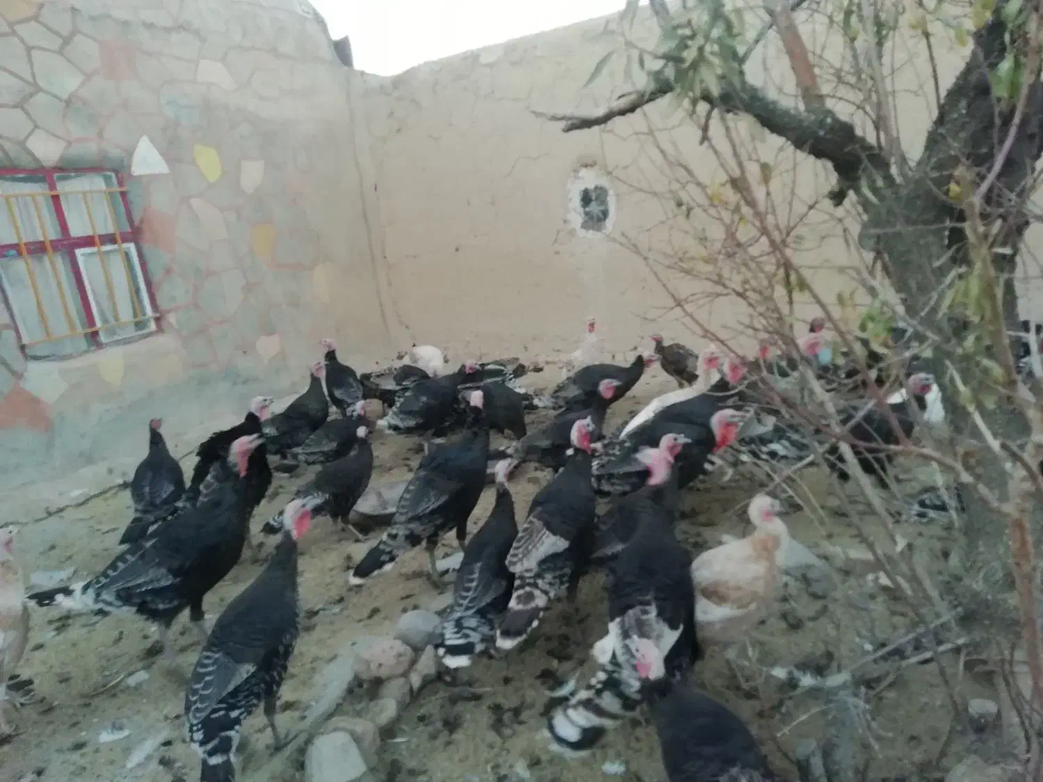 سلام بوقلمون فروشی|حیوانات مزرعه|قوچان, |دیوار