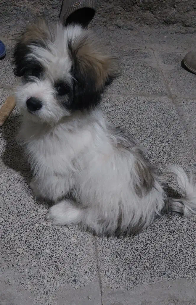 بچه شیتزو|سگ|اردبیل, |دیوار