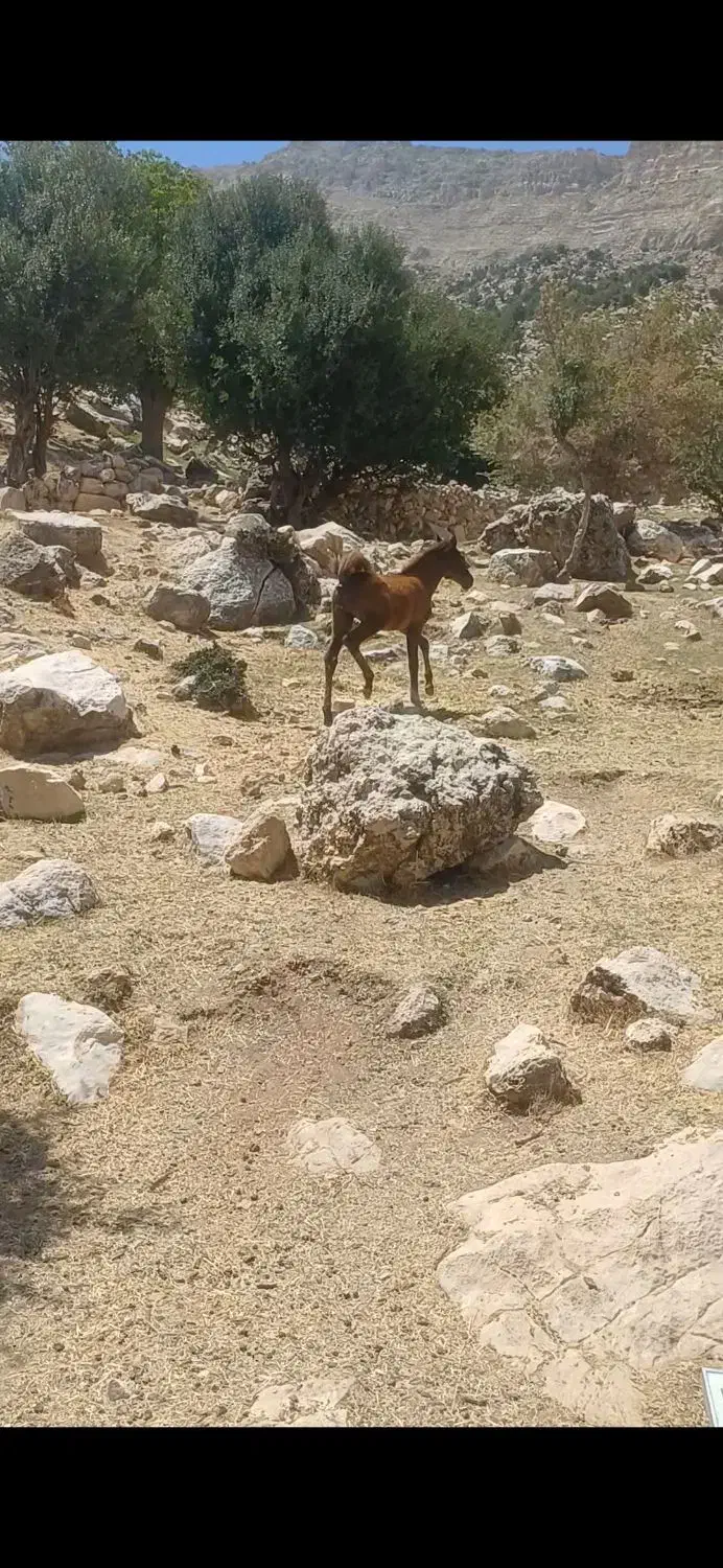 کره یال دمب گیر اسیل|اسب و تجهیزات اسب‌سواری|مسجد سلیمان, |دیوار