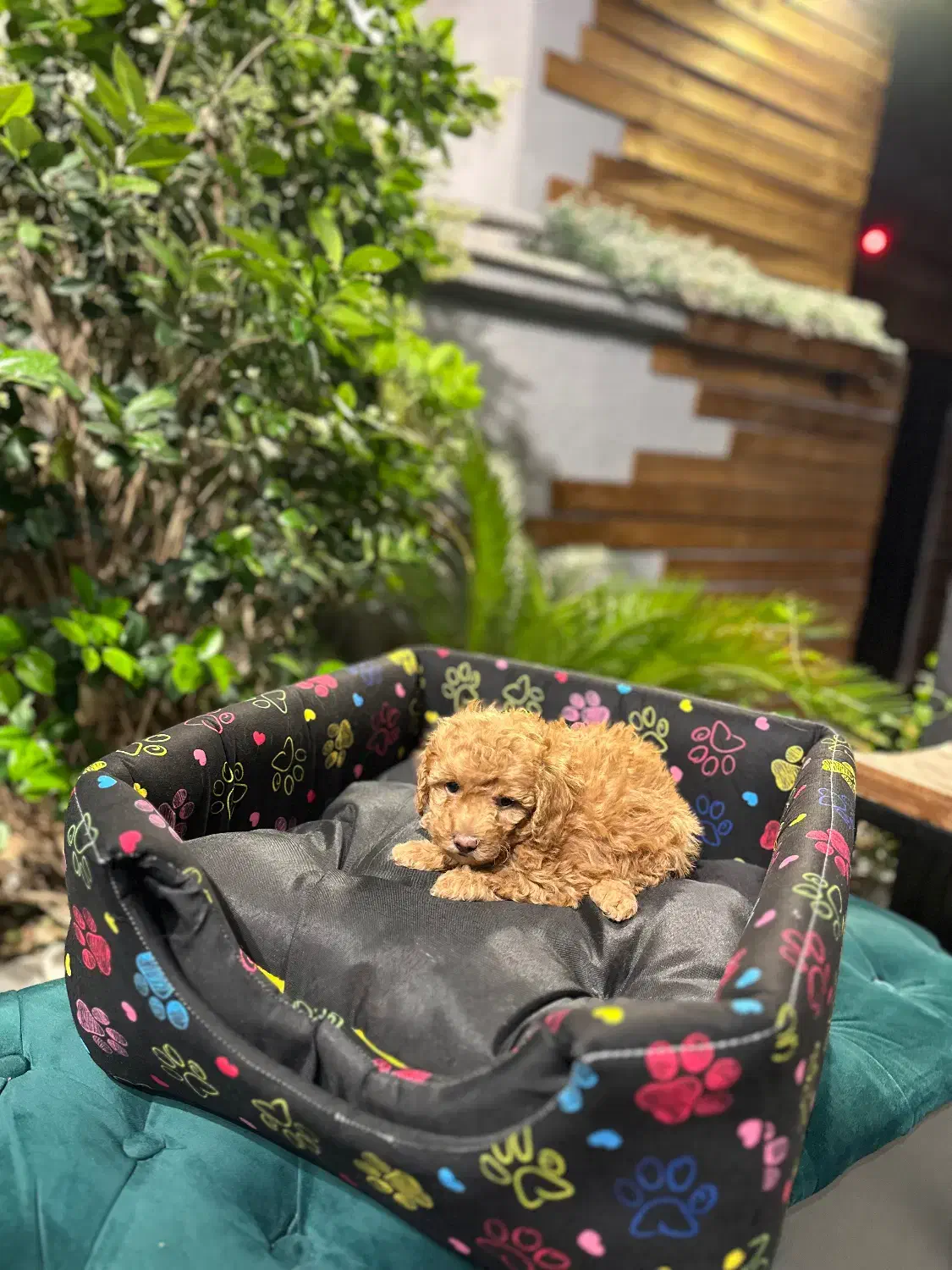 پودل عروسکی (ارش اسدی)اسدی پت|سگ|تهران, قیطریه|دیوار