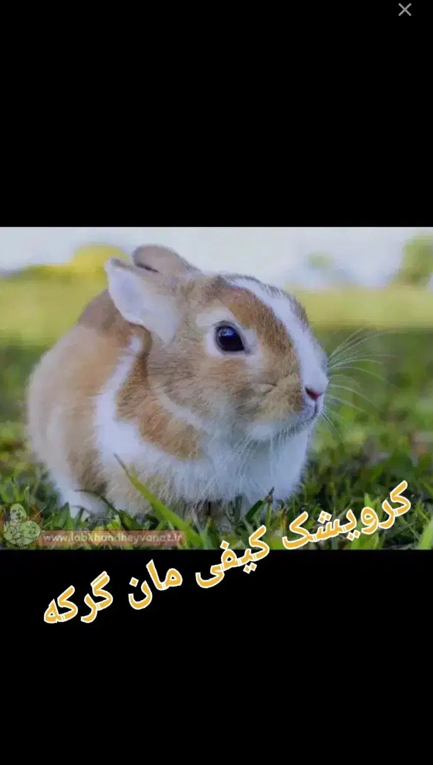 خرگوش|حیوانات|مریوان, |دیوار