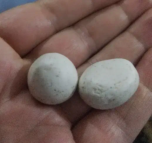 سنگ آسیاب|کلکسیون اشیاء عتیقه|قم, سید معصوم|دیوار