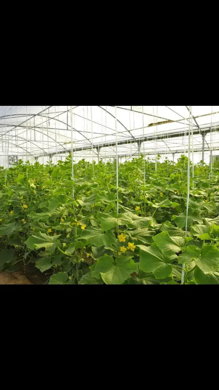 استخدام کارگر خانم|استخدام صنعتی، فنی، مهندسی|تنکمان, |دیوار