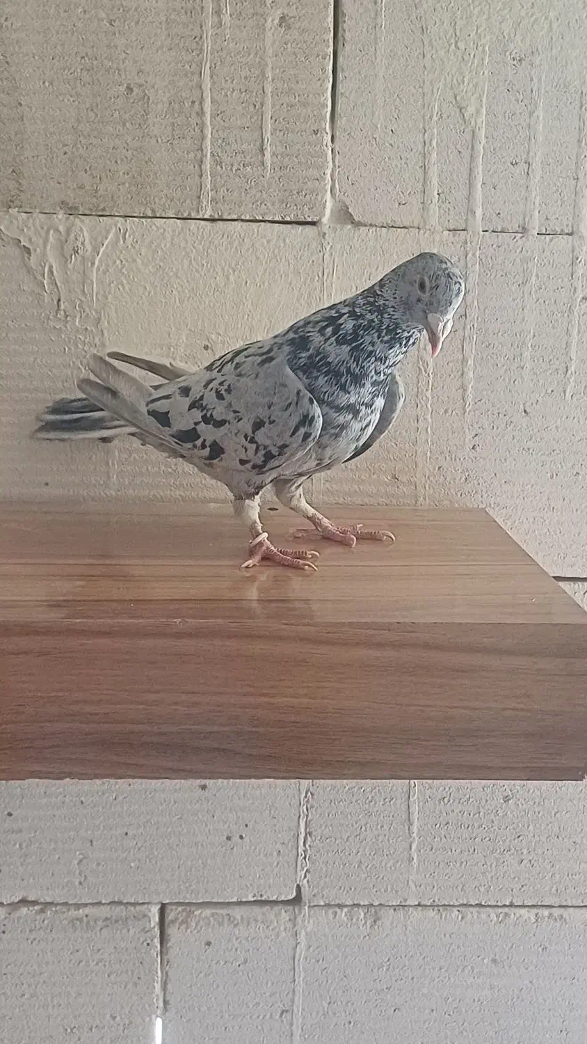 سرور درگ|پرنده|مبارکه, |دیوار